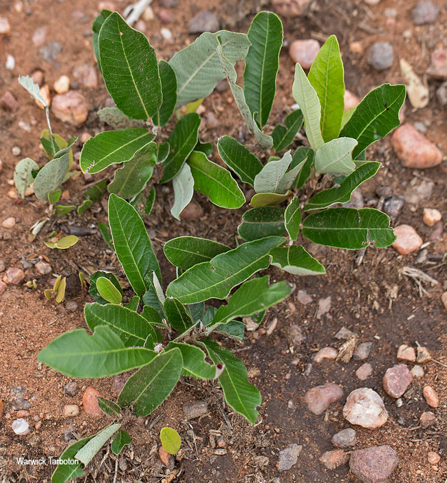 Parinari capensis