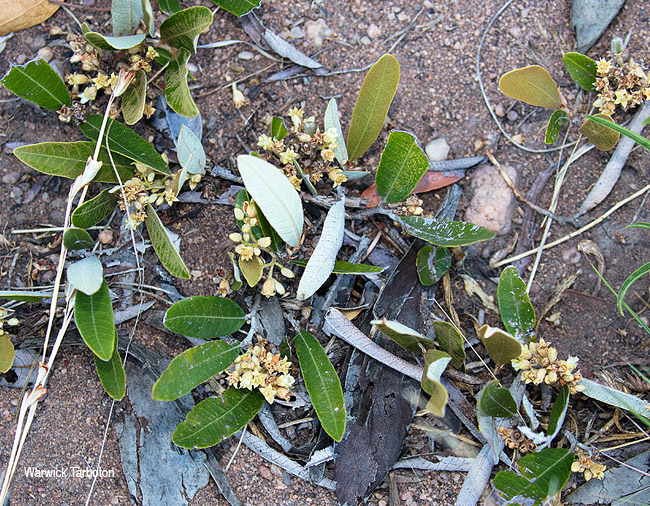Parinari capensis