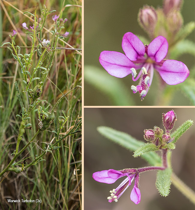 Cleome monophylla