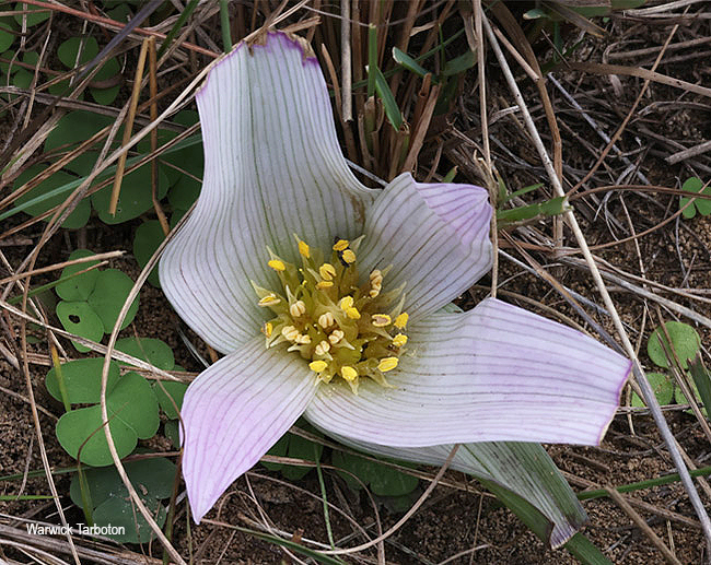 Colchicum melanthoides