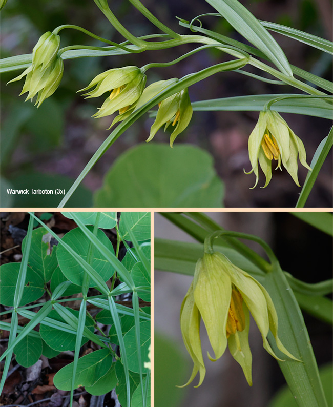 Gloriosa rigidifolia