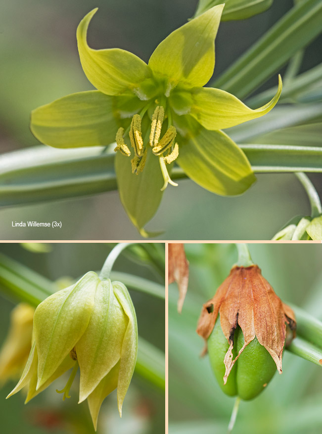Gloriosa rigidifolia