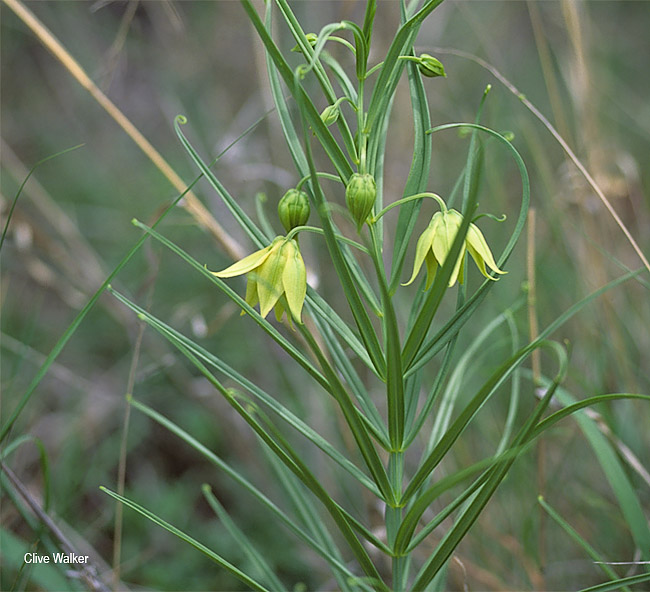 Littonia modesta