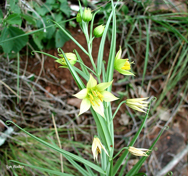 Gloriosa modesta