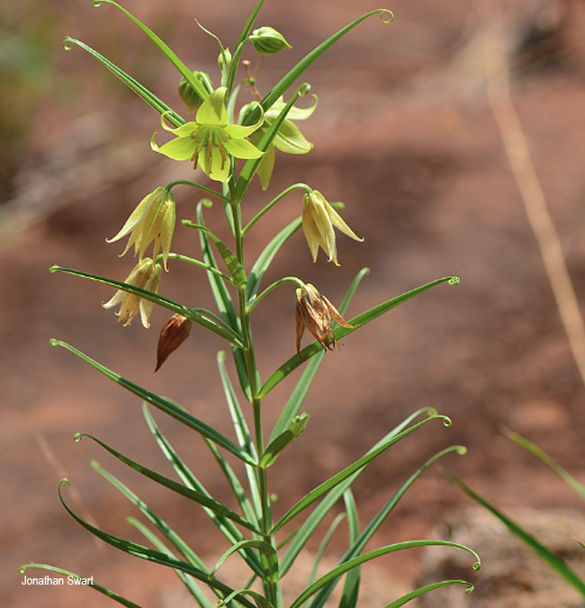 Gloriosa rigidifolia