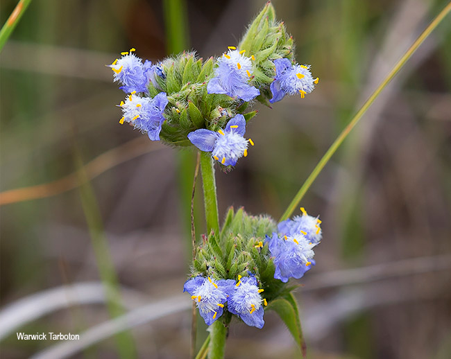 Cyanotis speciosa