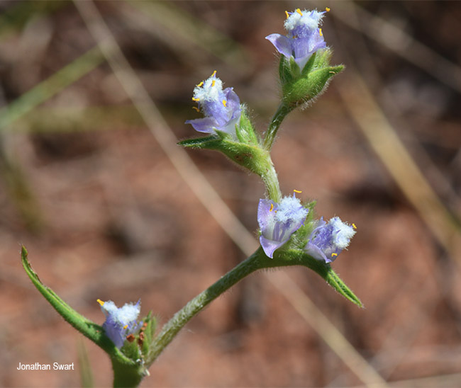 Cyanotis speciosa