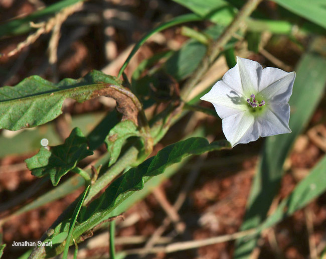 Convolvulus sagittatus