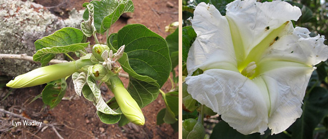 Ipomoea albivenia