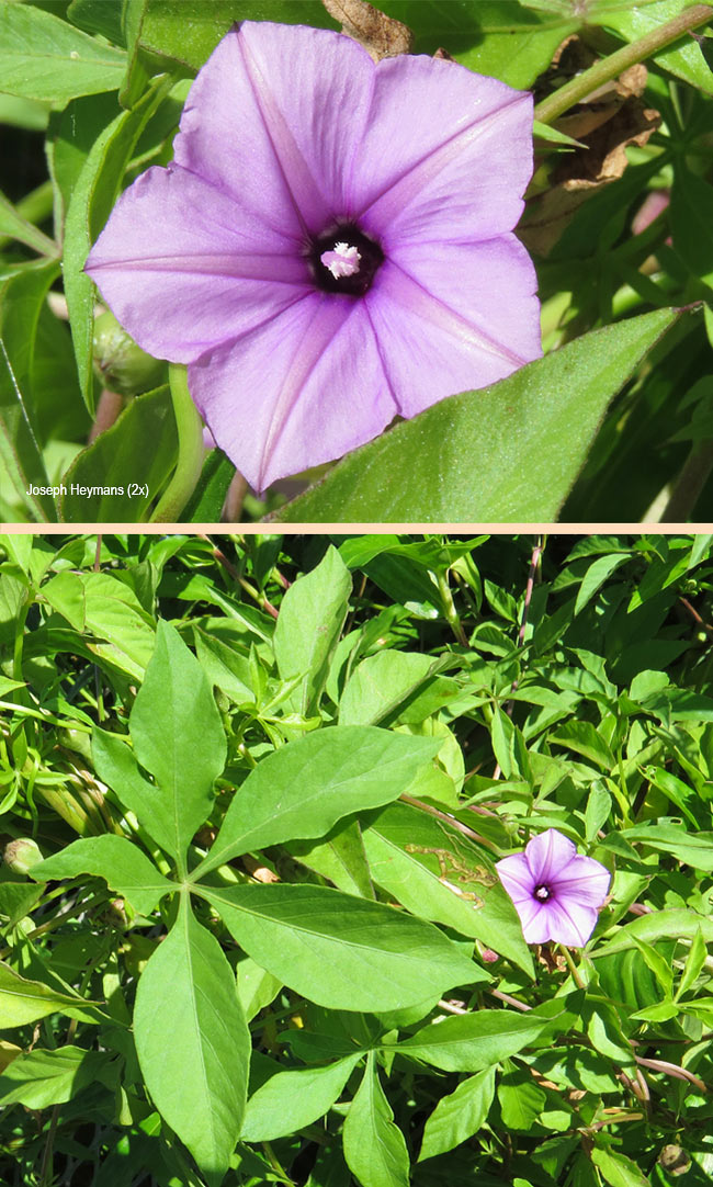 Ipomoea cairica