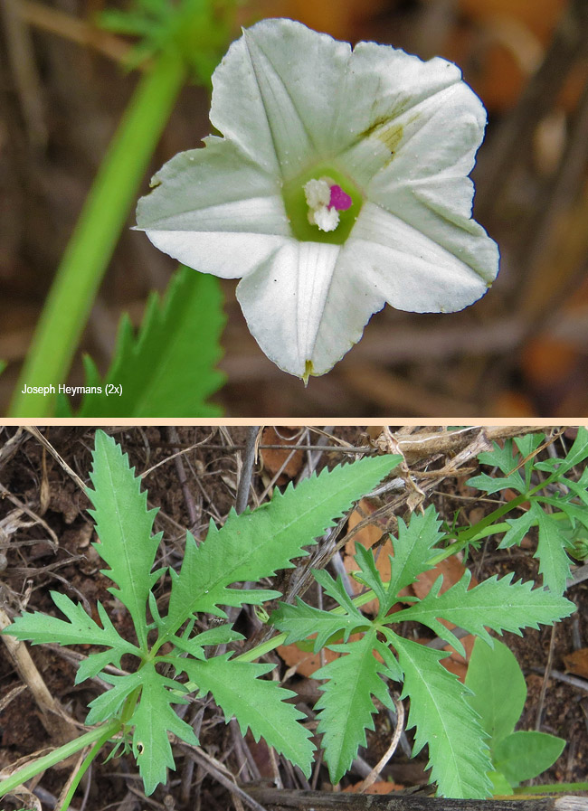 Ipomoea cairica