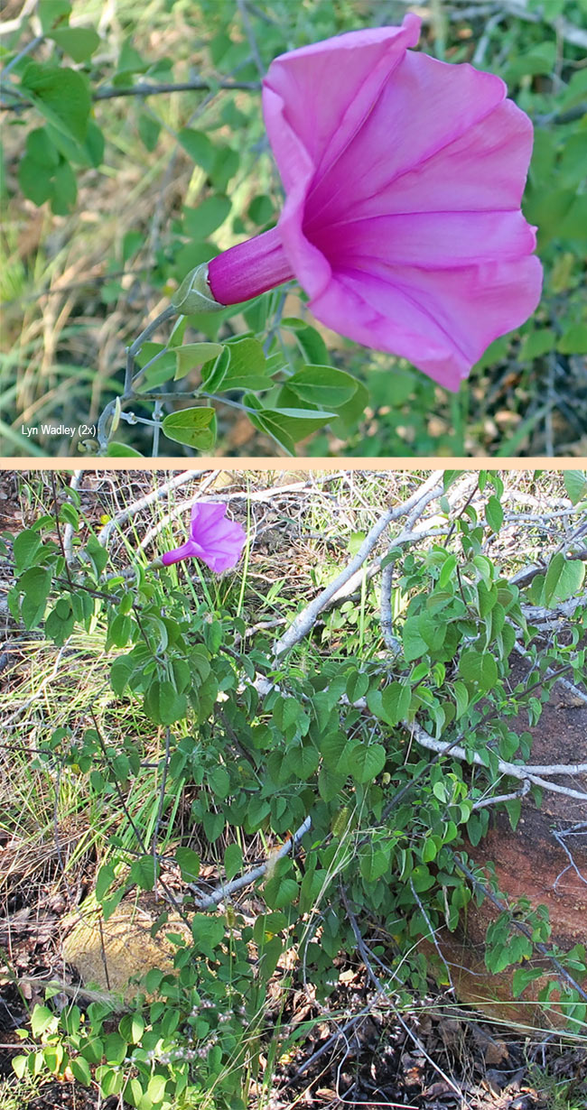 Ipomoea holubii