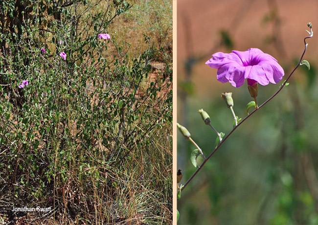 Ipomoea holubii