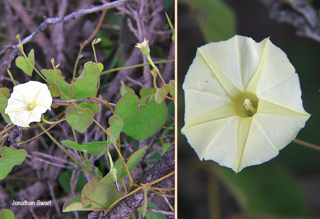 Ipomoea obscura
