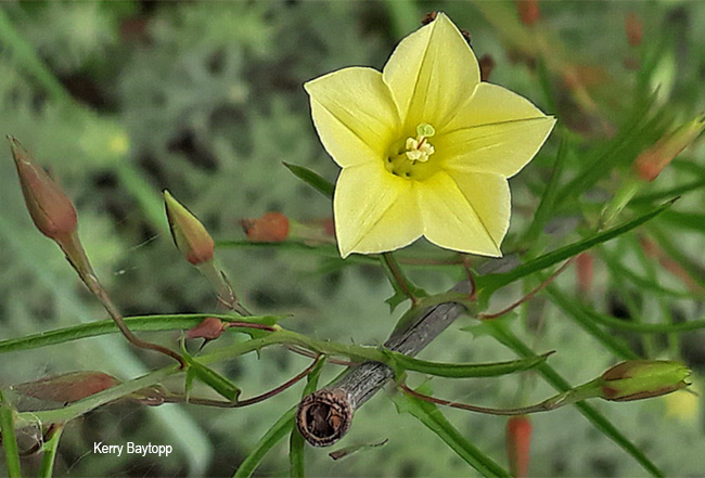 Xenostegia tridentata angustifolia