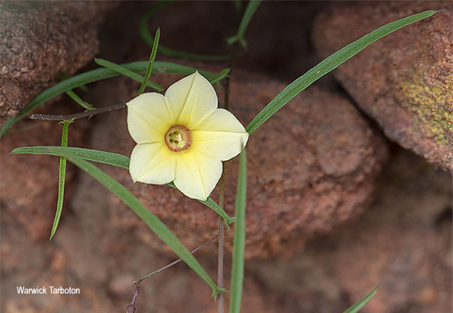Xenostegia tridentata angustifolia