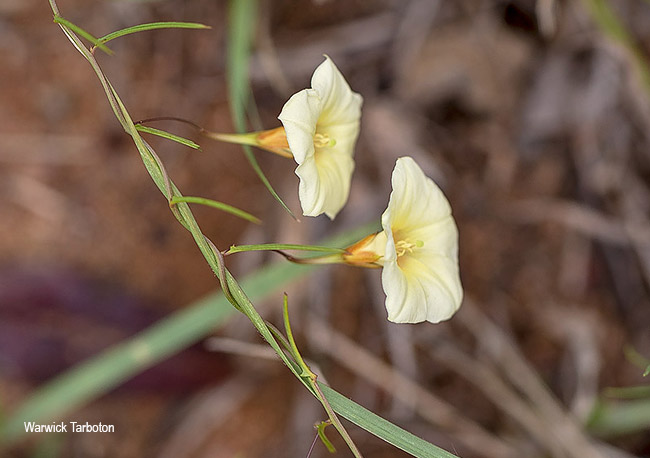 Xenostigia tridentata angustifolia
