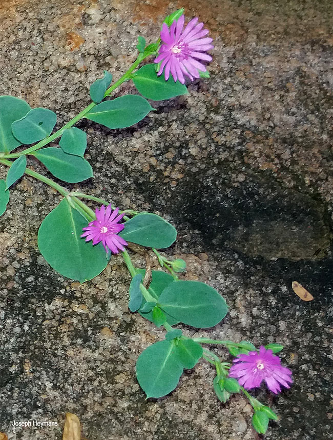 Corbichonia decumbens