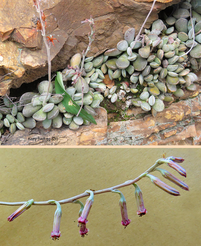 Andromischus umbraticola 