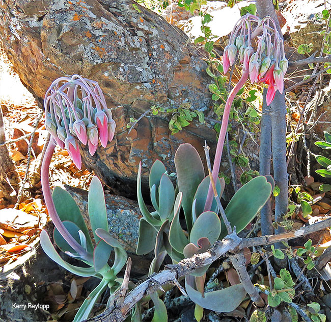 Cotyledon orbiculata