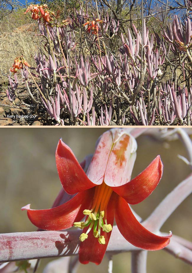 Cotyledon orbiculata