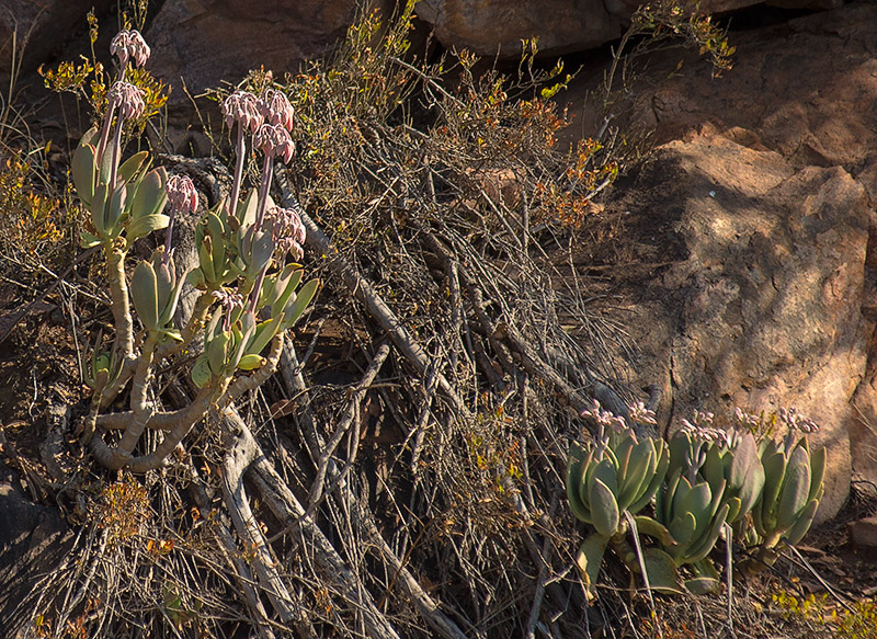 Cotyledon orbiculata