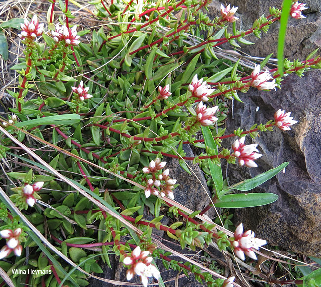 Crassula setulosa jenkinsii