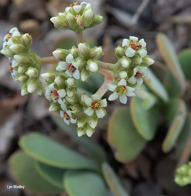 Crassula swaziensis