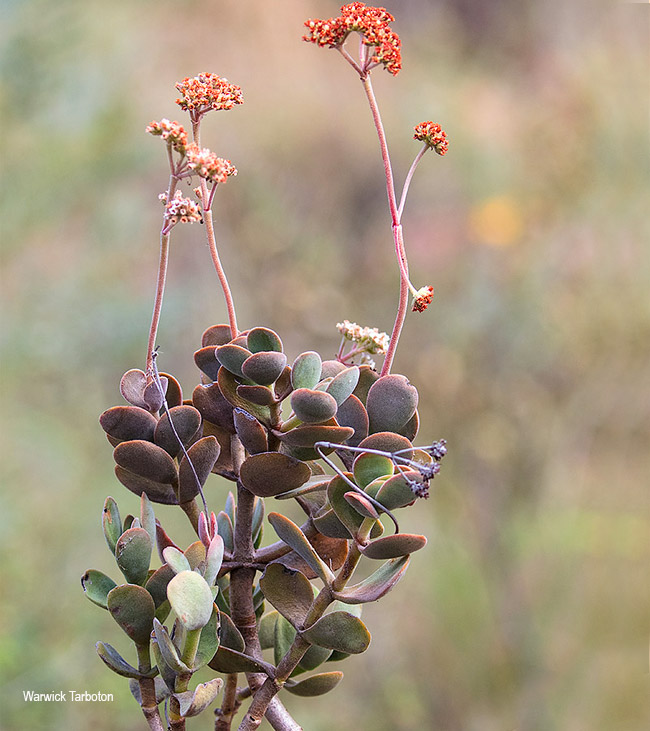 Crassula swaziensis