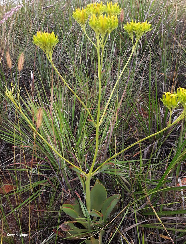 Kalanchoe paniculata