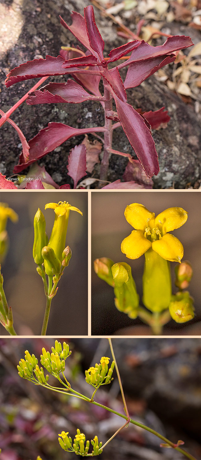 Kalanchoe sexangularis