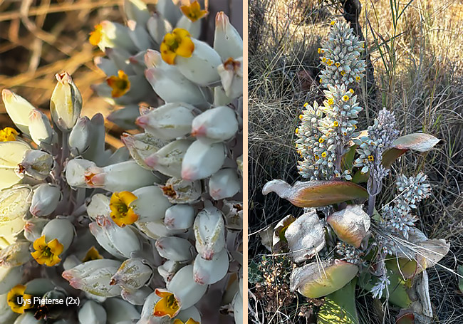 Kalanchoe thyrsiflora