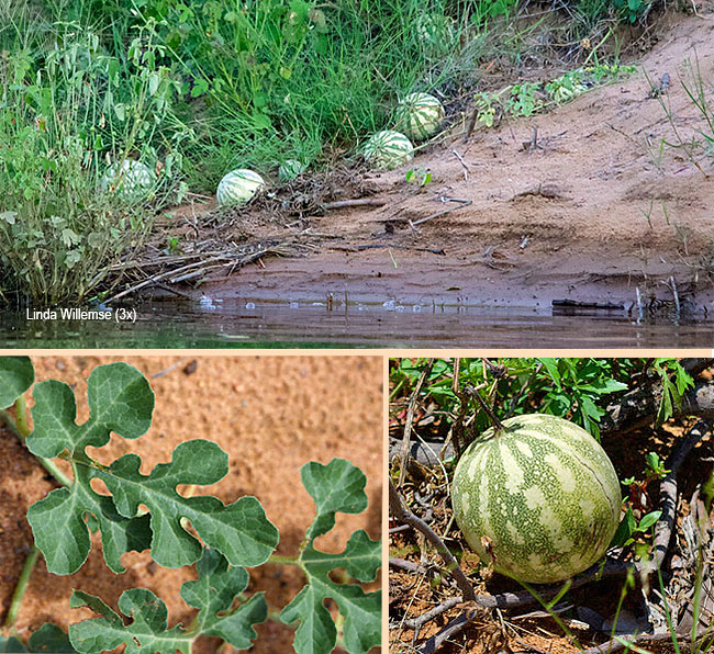Citrullus lanatus