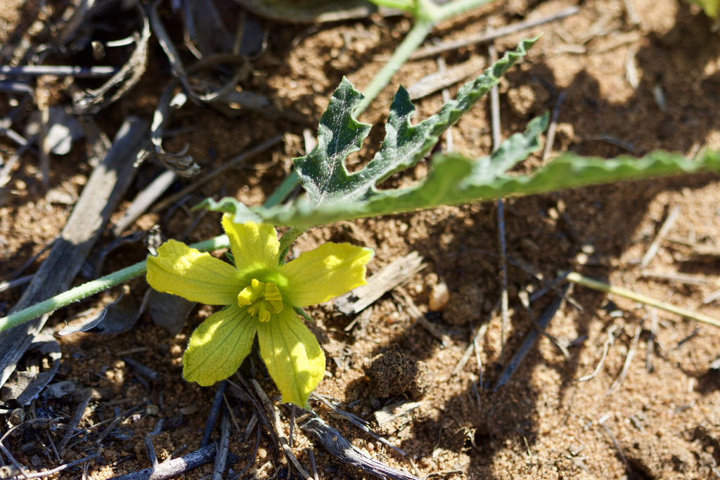 Citrullus lanatus