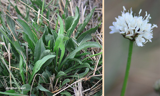 Cephalaria zeyheriana