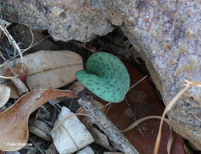 Drimiopsis