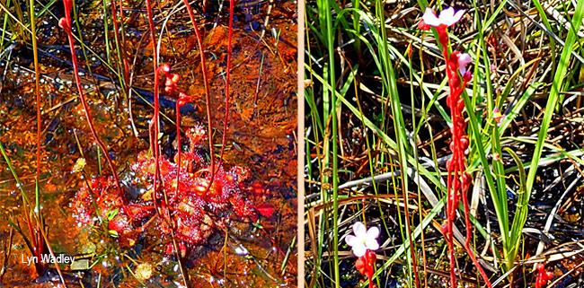 Drosera madagascariensis