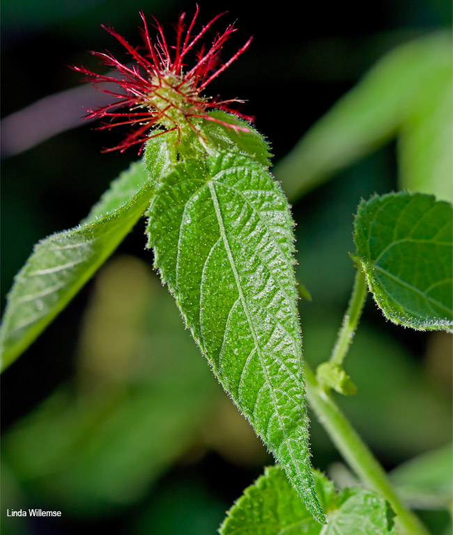 Acalypha villicaulis