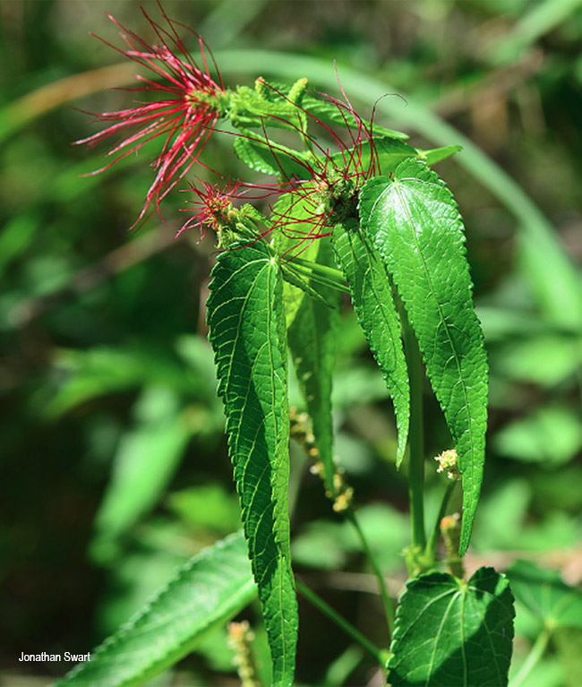 Acalypha villicaulis