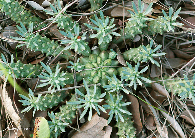 Euphorbia davyi