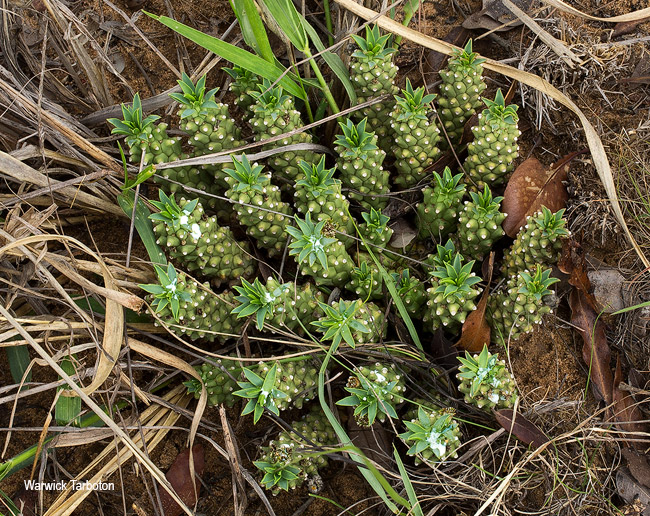 Euphorbia davyi