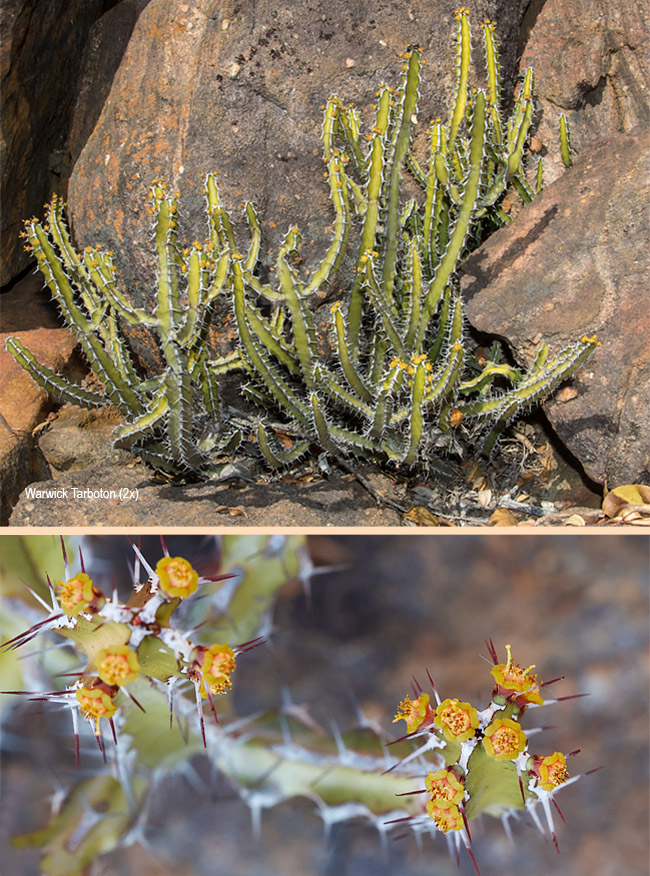 Euphorbia griseola