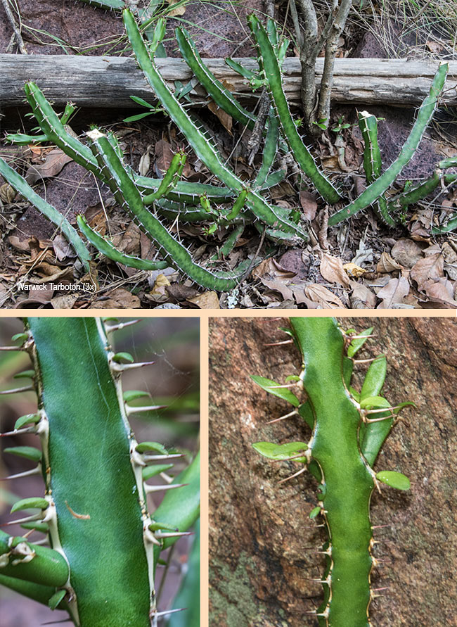 Euphorbia griseola