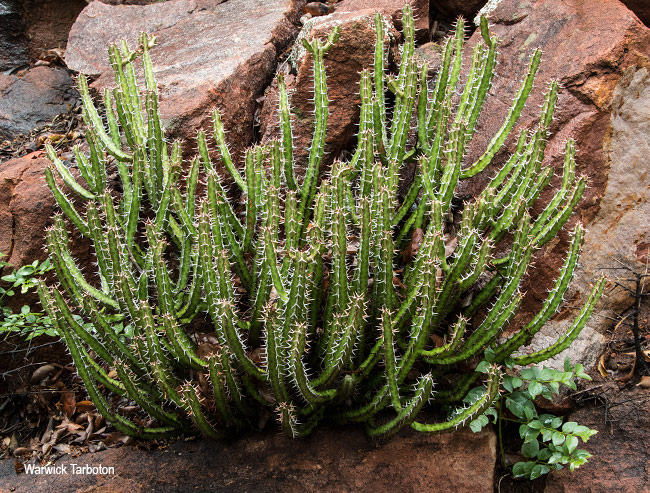 Euphorbia griseola