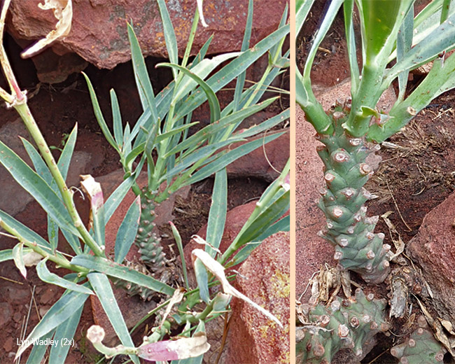 Euphorbia monteiroi