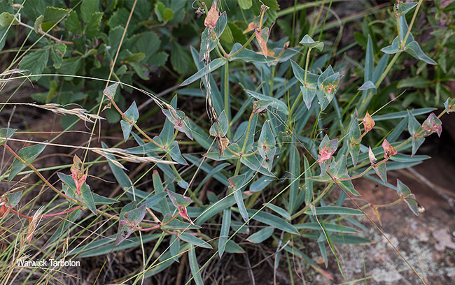 Euphorbia monteiroi ramosa