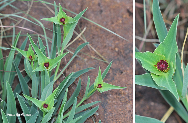 Euphorbia monteiroi