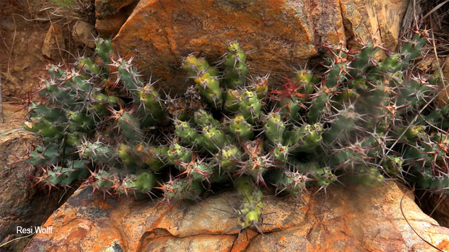 Euphorbia schinzii