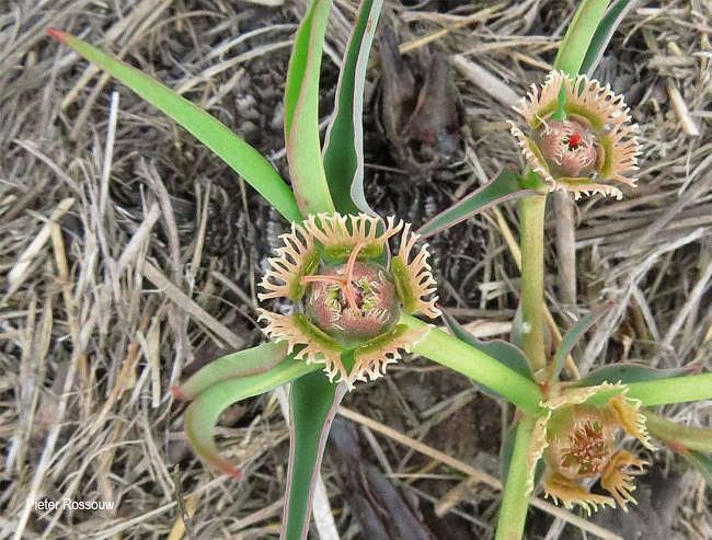 Wuphorbia trichadenia