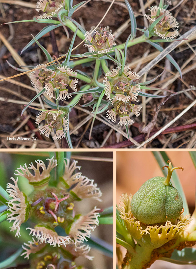 Euphorbia trichadenia